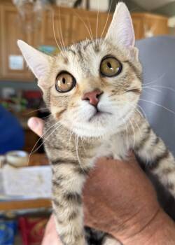 Mimi -  Domestic Short Hair Cat for Adoption in Deming, New Mexico - Mimi | PetCurious
