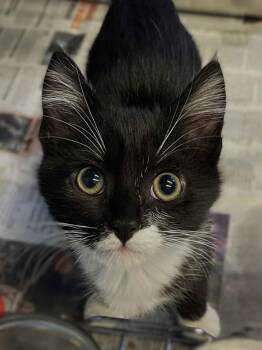 Duckey -  Domestic Short Hair Cat for Adoption in Roanoke, Virginia - Duckey | PetCurious