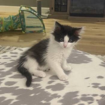 Oreo -  Domestic Long Hair Cat for Adoption in Park City, Utah - Oreo | PetCurious