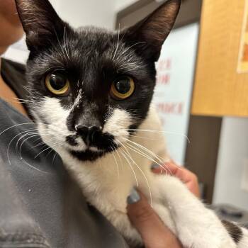 Skunk -  Domestic Short Hair Cat for Adoption in Durango, Colorado - Skunk | PetCurious
