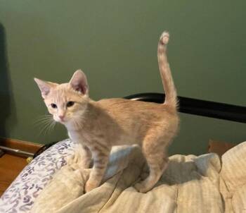 Flit -  Domestic Short Hair and Tabby Cat for Adoption in Columbus, Minnesota - Flit | PetCurious