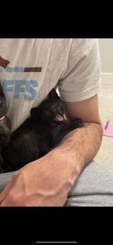 Domestic Short Hair Cats Available for Adoption in Denver, Colorado - Spark Plug | PetCurious