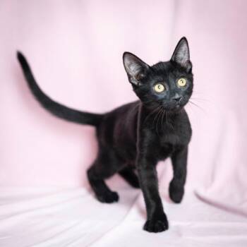 Rescue Domestic Short Hair Cats for Adoption in Las Cruces, New Mexico - Pepper | PetCurious