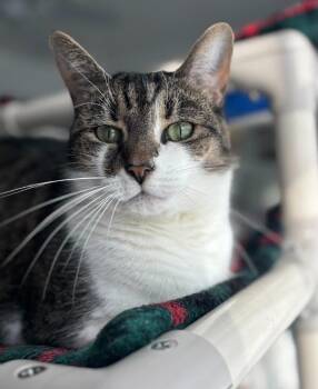 Domestic Short Hair Cats Available for Adoption - Winston (aka Winnie) | PetCurious