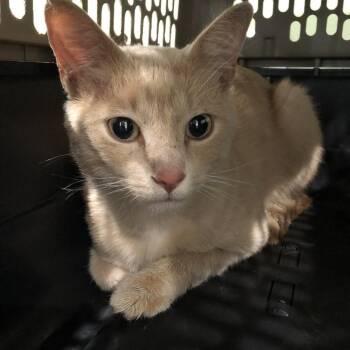 Fezzik -  Domestic Short Hair Cat for Adoption in Oak Park, Illinois - Fezzik | PetCurious