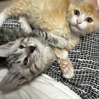 Phoenix -  Domestic Short Hair Cat for Adoption in Durango, Colorado - Phoenix | PetCurious