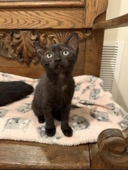 Ansley -  Domestic Short Hair Cat for Adoption in Marietta, Georgia - Ansley | PetCurious