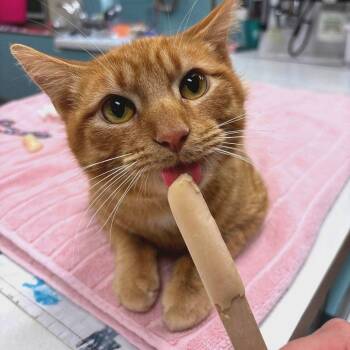 Bobby Butterball -  Domestic Short Hair Cat for Adoption in Milan, Illinois - Bobby Butterball | PetCurious