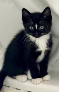 Tucker -  Domestic Short Hair Cat for Adoption in Gary, Indiana - Tucker | PetCurious