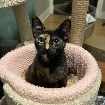 Felony -  Domestic Short Hair Cat for Adoption in Los Angeles, California - Felony | PetCurious