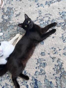 Ebony -  Domestic Medium Hair Cat for Adoption in Sunnyvale, California - Ebony | PetCurious