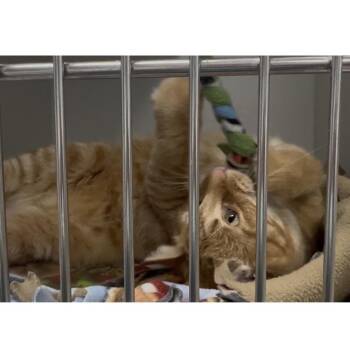 Portobello -  Domestic Short Hair Cat for Adoption in Chaska, Minnesota - Portobello | PetCurious