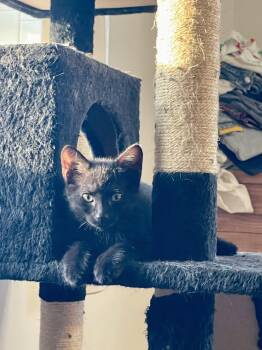 Domestic Short Hair Cats Available for Adoption - Prudence | PetCurious