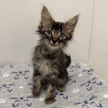 Simon -  Domestic Medium Hair Cat for Adoption in Sunnyvale, California - Simon | PetCurious