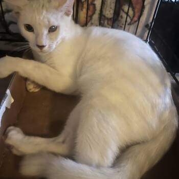 Coco 2 -  Domestic Short Hair Cat for Adoption in Parkland, Florida - Coco 2 | PetCurious
