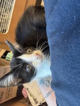 Rescue Domestic Short Hair Cats for Adoption in Chamblee, Georgia - Top Cat | PetCurious