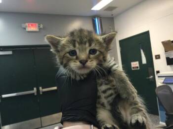 Domestic Short Hair Cats Available for Adoption in Thousand Palms, California - HOAGIE | PetCurious