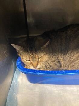 Domestic Short Hair Cats Available for Adoption in Pierceton, Indiana - Blue | PetCurious