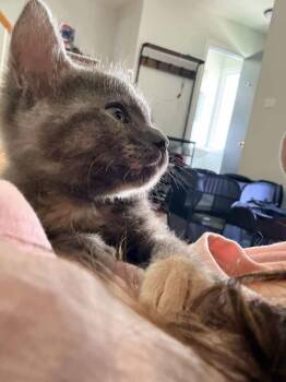 Clover -  Domestic Short Hair Cat for Adoption in Chicago, Illinois - Clover | PetCurious