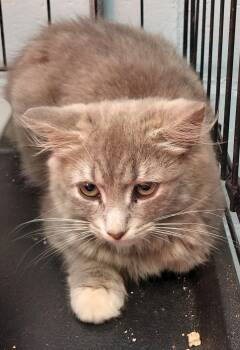Minnie -  Domestic Medium Hair Cat for Adoption in Rehoboth, Massachusetts - Minnie | PetCurious
