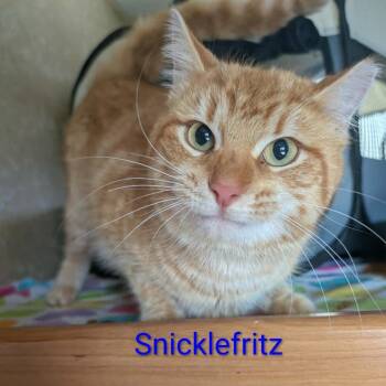 Domestic Short Hair Cats Available for Adoption - Snicklefritz | PetCurious