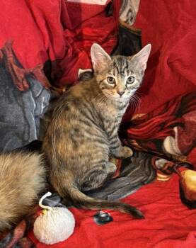 Rue -  Domestic Short Hair Cat Available for Adoption in Cary, North Carolina - Rue | PetCurious