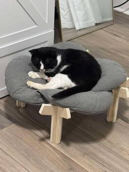 Sebastian -  Domestic Short Hair Cat for Adoption in Cary, North Carolina - Sebastian | PetCurious