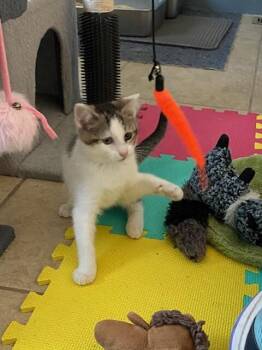 Kwon -  Domestic Short Hair Cat for Adoption in Fort Collins, Colorado - Kwon | PetCurious
