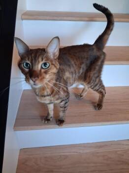 Abyssinian Cats Available for Adoption - Cairo | PetCurious