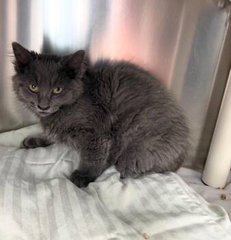 Keanu -  Domestic Short Hair Cat for Adoption in Pomona, New York - Keanu | PetCurious