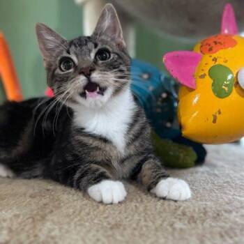 Domestic Short Hair Cats Available for Adoption - Li