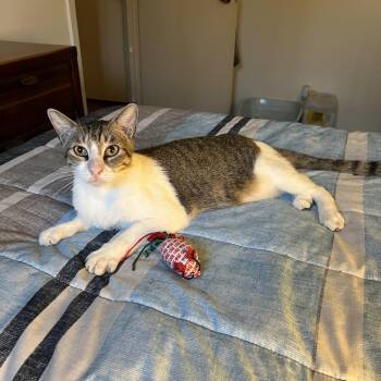 Marvin -  Domestic Short Hair Cat for Adoption in Houston, Texas - Marvin | PetCurious