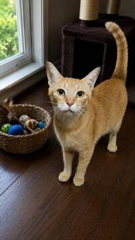 Benny -  Domestic Short Hair Cat Available for Adoption in West Lawn, Pennsylvania - Benny | PetCurious
