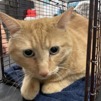 Coko -  Domestic Short Hair Cat for Adoption in Chicago, Illinois - Coko | PetCurious