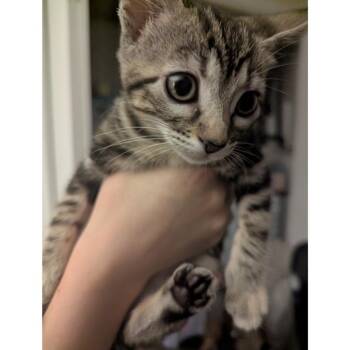 Madeleines 6 -  Domestic Short Hair Cat for Adoption in Austin, Texas - Madeleines 6 | PetCurious