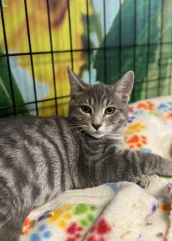 Rescue Domestic Short Hair Cats for Adoption in Chicago, Illinois - Posey | PetCurious