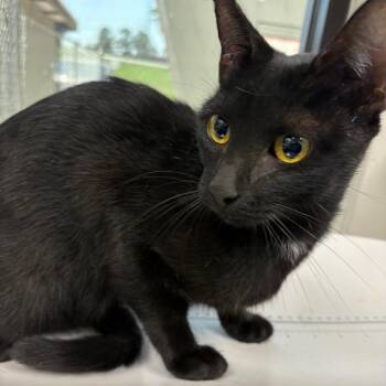 Momma Celestia -  Domestic Short Hair Cat for Adoption in Columbiana, Alabama - Momma Celestia | PetCurious