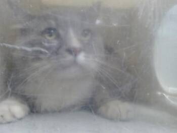 A552544 -  Domestic Long Hair and Domestic Short Hair Cat for Adoption in Moreno Valley, California - A552544 | PetCurious