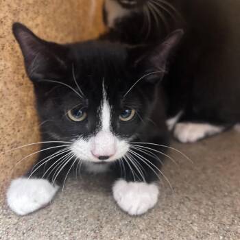 Nick Nick -  Domestic Short Hair Cat for Adoption in Philadelphia, Pennsylvania - Nick Nick | PetCurious