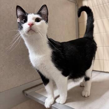 Murray -  Domestic Short Hair Cat for Adoption in Waterloo, Iowa - Murray | PetCurious