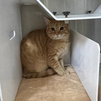 Johnny -  Domestic Short Hair Cat for Adoption in Eureka Springs, Arkansas - Johnny | PetCurious