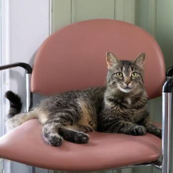 Mochi -  Domestic Short Hair Cat for Adoption in Mckean, Pennsylvania - Mochi | PetCurious