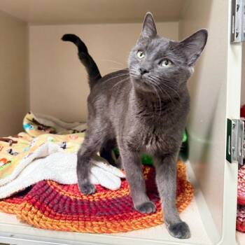 Domestic Short Hair Cats Available for Adoption - October | PetCurious