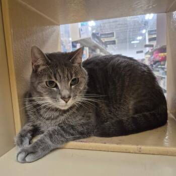 Domestic Short Hair Cats Available for Adoption in Aberdeen, North Carolina - Sheldon | PetCurious