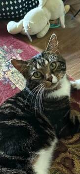 Teddy -  Tabby Cat for Adoption in Winnipeg, Manitoba - Teddy | PetCurious