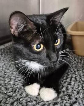Prima -  Domestic Short Hair Cat for Adoption in Butte, Montana - Prima | PetCurious