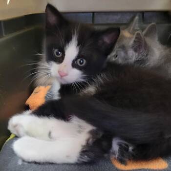 Murray -  Domestic Short Hair Cat for Adoption in Grand Island, Nebraska - Murray | PetCurious