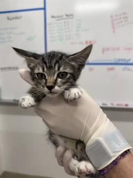 SHARK -  Domestic Short Hair Cat for Adoption in Baytown, Texas - SHARK | PetCurious