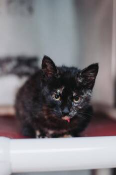 95466A Dionne-PetSmart North Charleston -  Domestic Short Hair Cat for Adoption in North Charleston, South Carolina - 95466A Dionne-PetSmart North Charleston | PetCurious