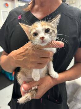 Xenon -  Domestic Short Hair Cat for Adoption in Trenton, New Jersey - Xenon | PetCurious